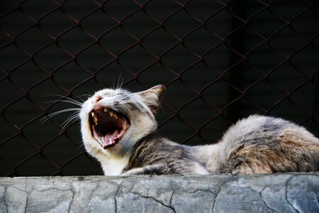Pet portrait domestic cat