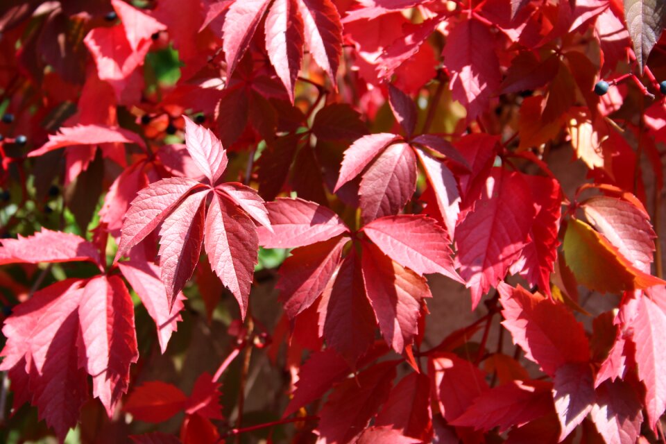 Red spring red leaves