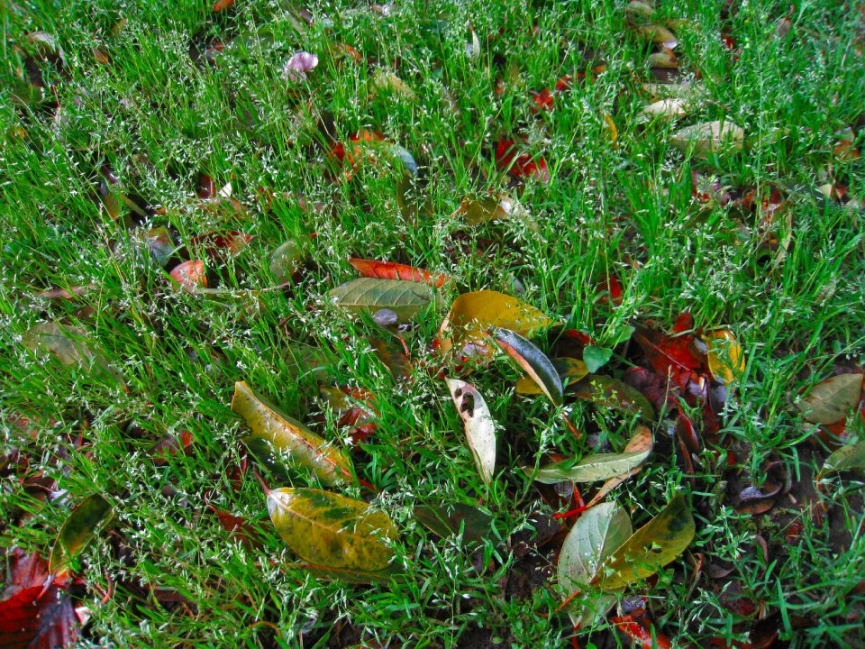 Leaf otsu park yokosuka