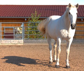 Horse head reiter stall