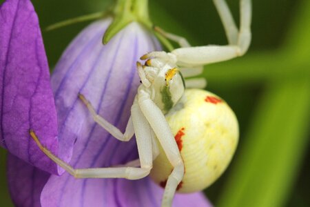 Misumena ​​vatia special spider bellflower