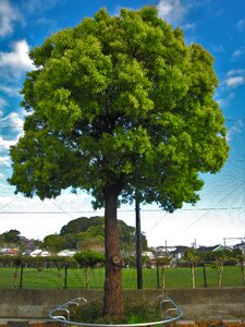 Groves tree arboretum photo