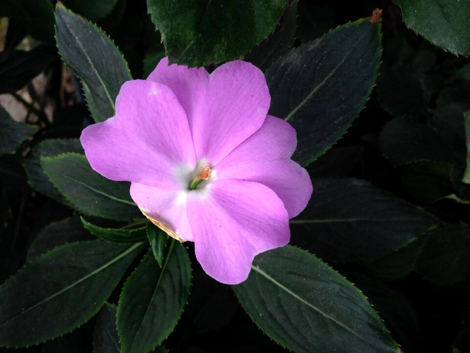 Beauty plant petals