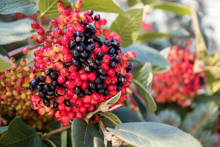 Bush bed wild berries