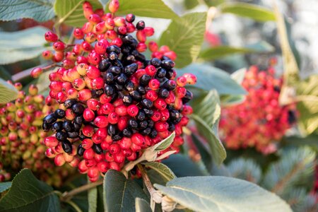 Bush bed wild berries photo