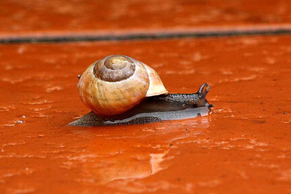 Animal reptile mollusk