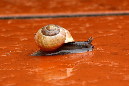 Animal reptile mollusk
