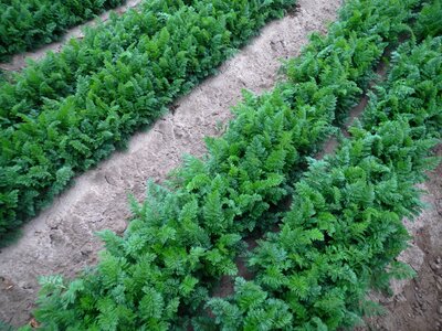 Plant green vegetable