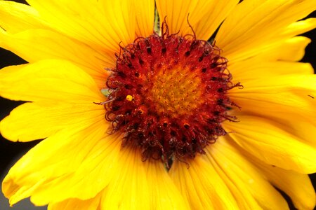 Daisy wild flower photo