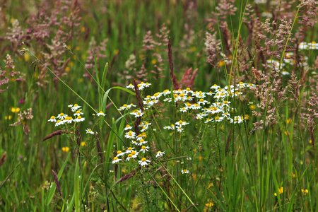 Wild grasses wild grass white flowers photo