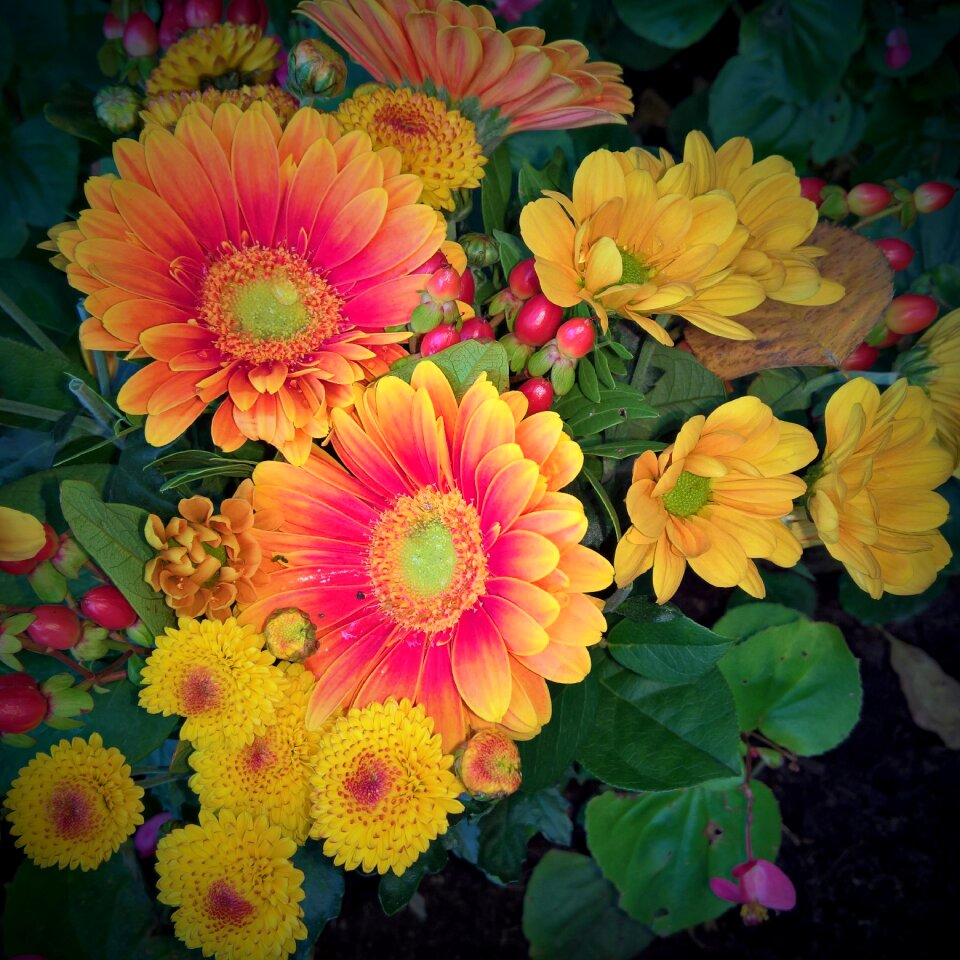 Different types farbenpracht in yellow orange
