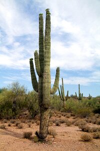 Arizona cactus desert