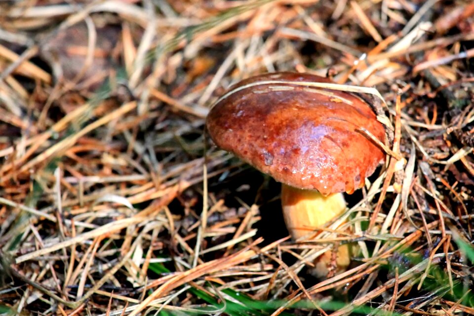 Forest autumn forest floor