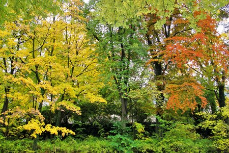 Leaves autumn season photo