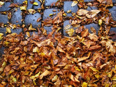 Autumn wet wet leaves photo
