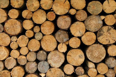 Wood background log