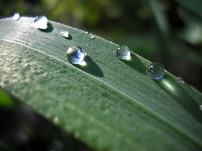Nature plant rain photo