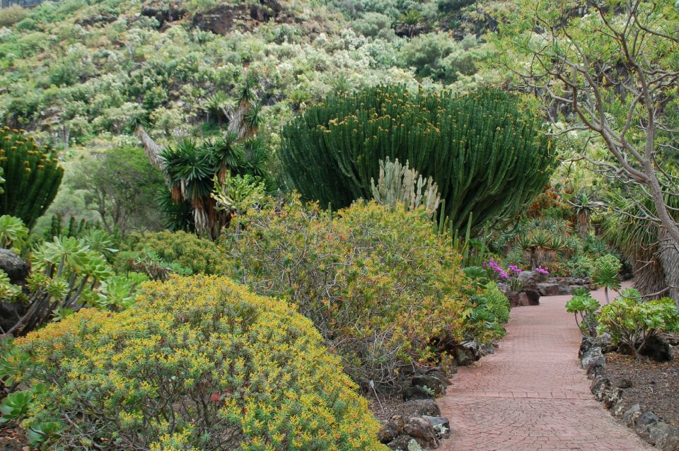 Canary garden nature gran canaria