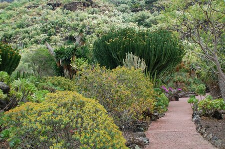 Canary garden nature gran canaria