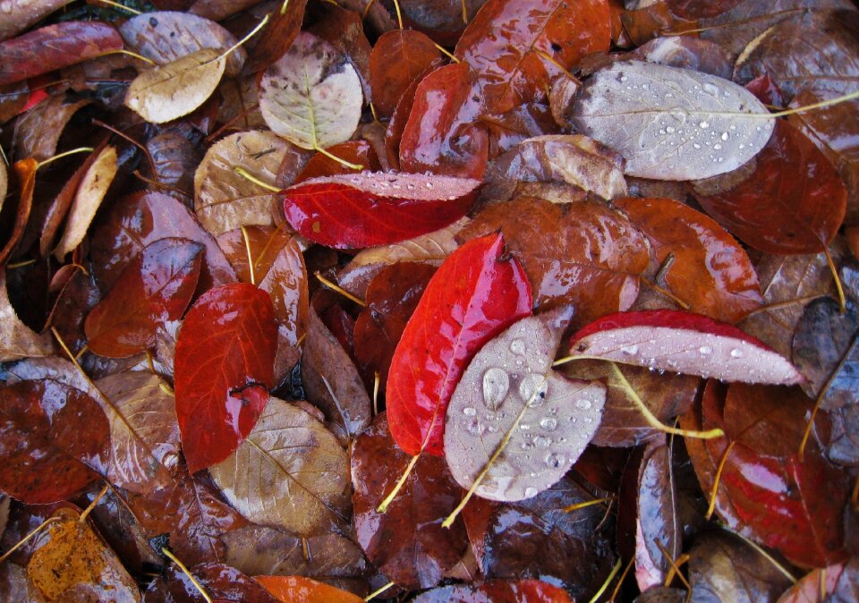 Fall leaves leaves fall color