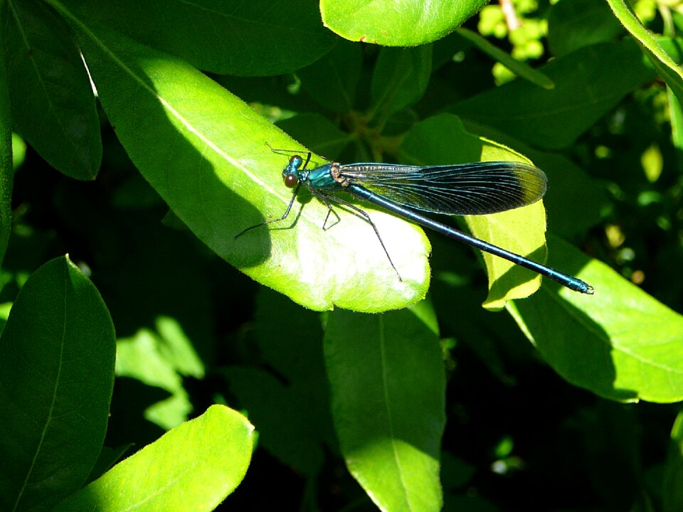 Close up nature green