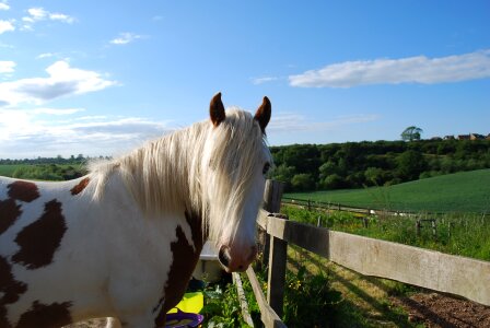 Animal equine countryside