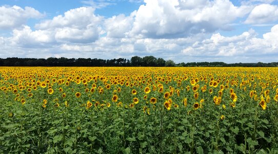 Sunflower field summer