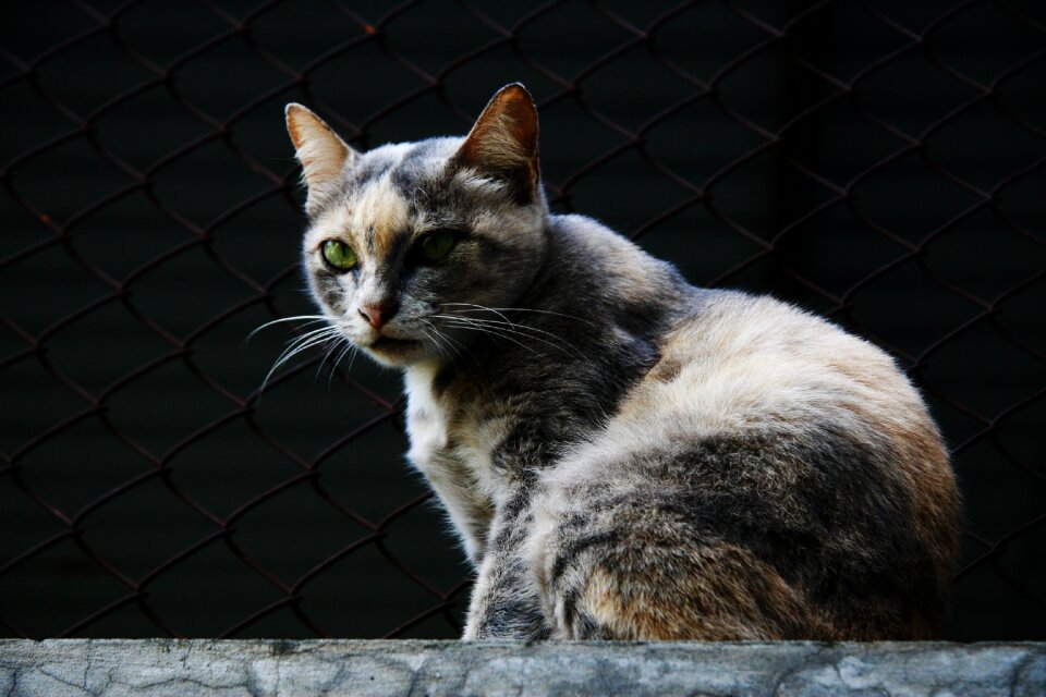 Animal pet portrait