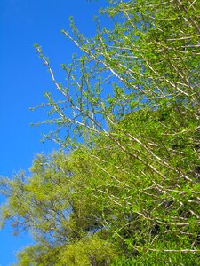 Young leaves new shoots bright green photo