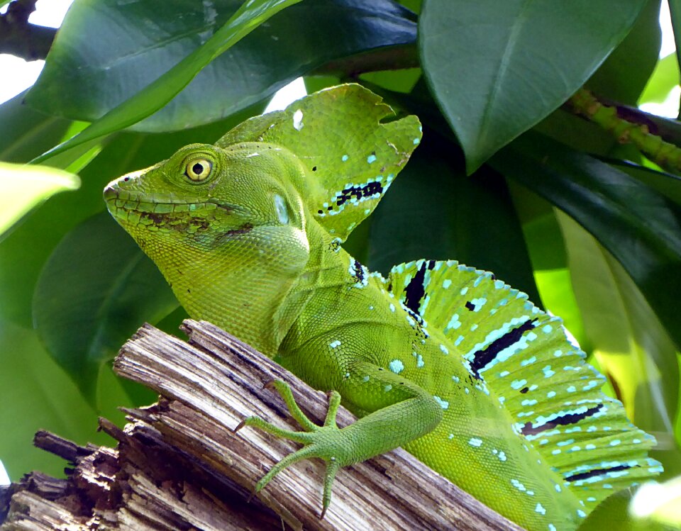 Reptile costa rica animal