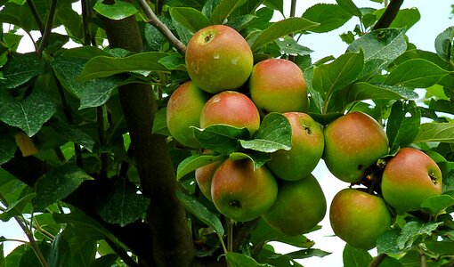 Apfelernte fruit boskoop photo