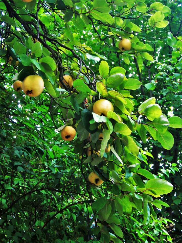 Ripe cydonia oblonga fruit tree