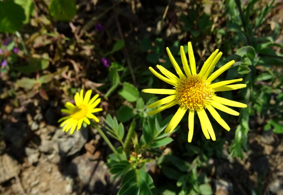 Sonela pulicaria wightiana asteraceae