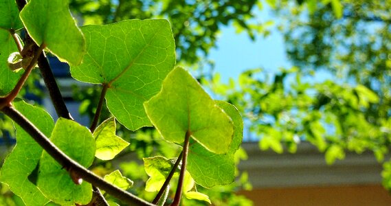 Leaves tree emerge