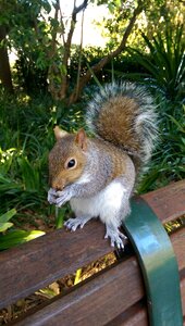 Animal nut cute