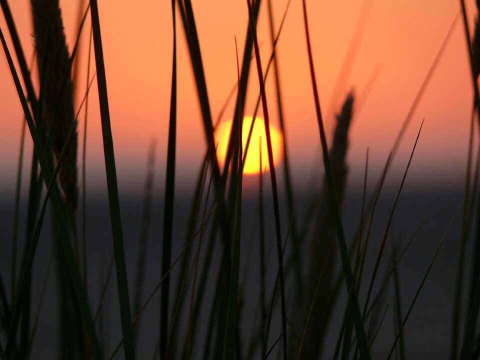 North sea grasses evening sky