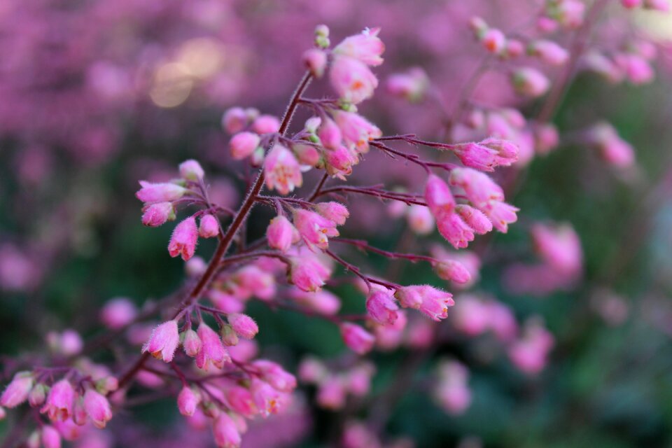 Springtime blooming season