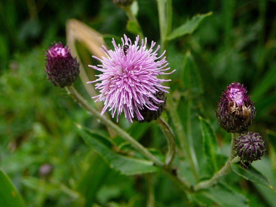Nature flora insect