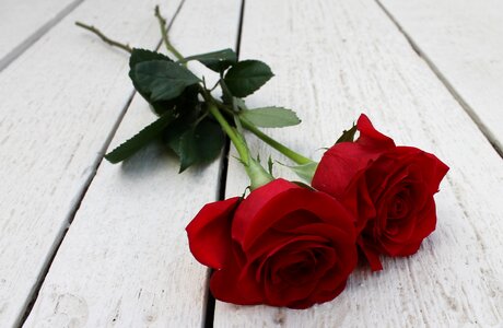 Floral romantic romance