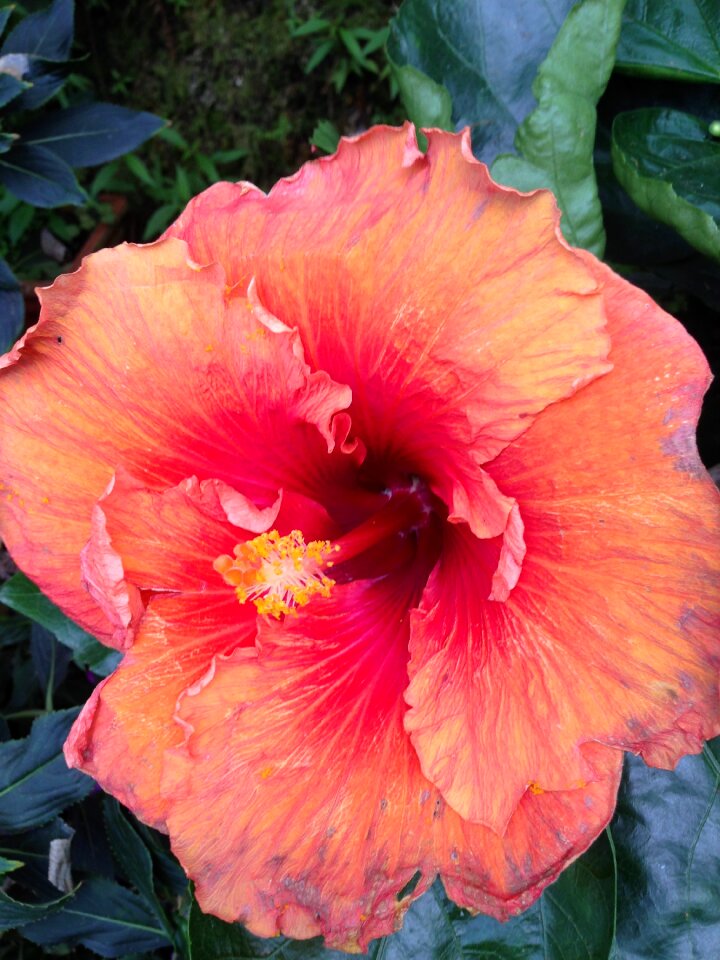 Hibiscus red dry