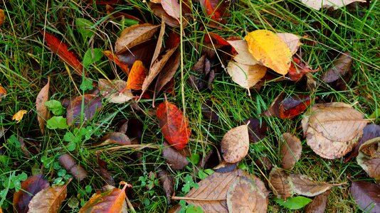 Fall foliage fall color nature