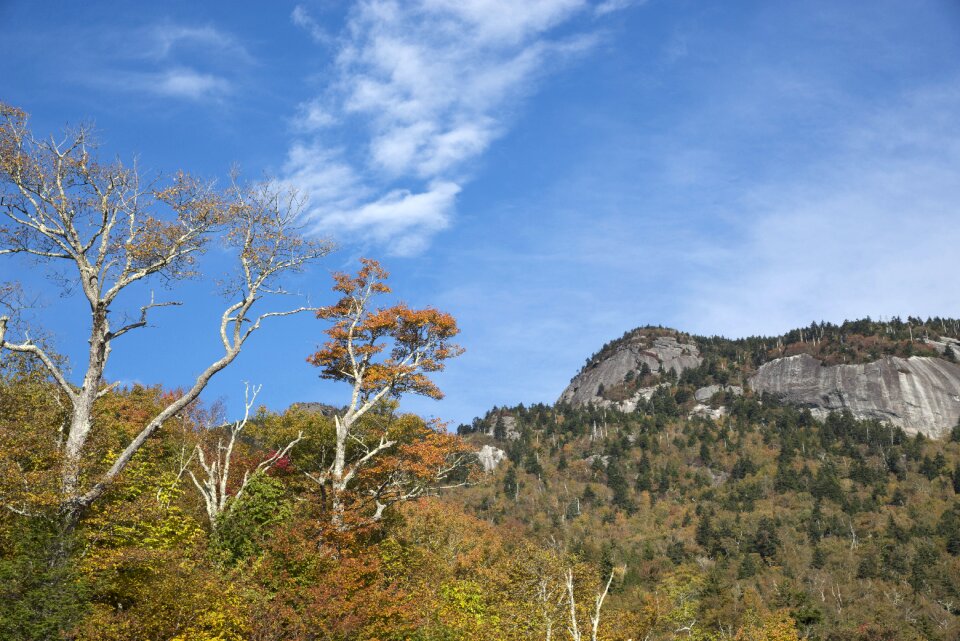 Leaves autumn leaves landscape