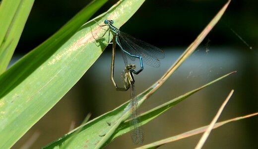 Pond insects mating reproduction photo