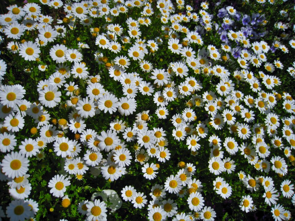 Gregariousness one side flower garden