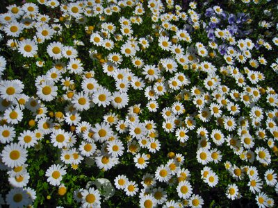 Gregariousness one side flower garden