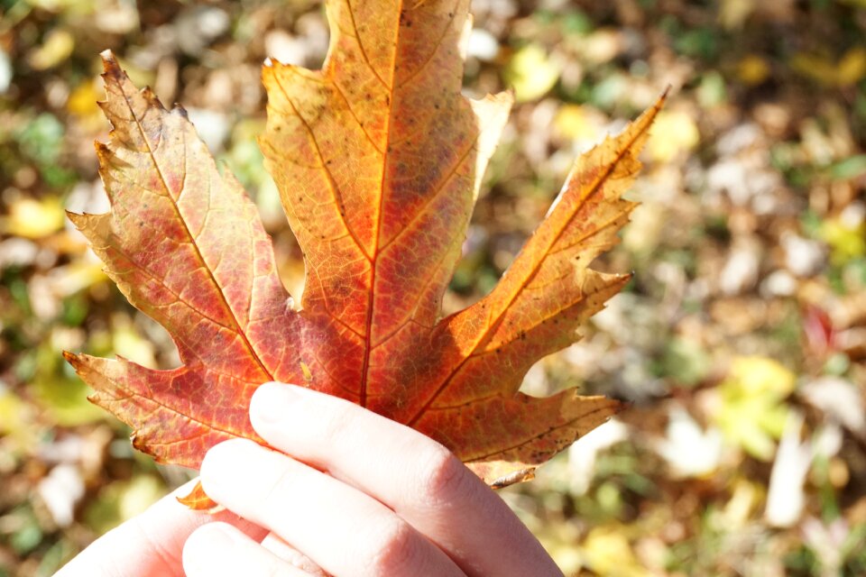 Maple hands sunny