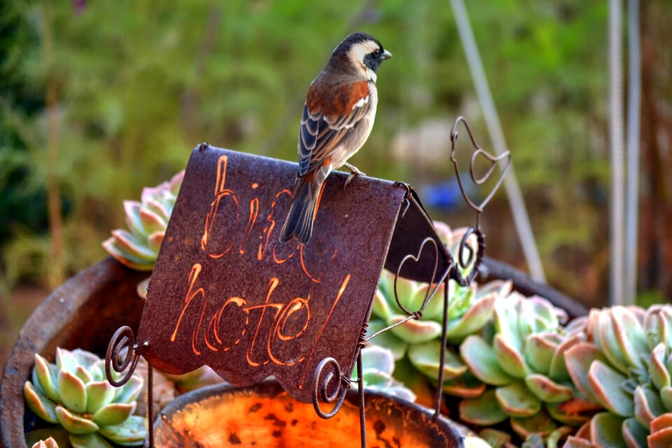 Feeding nature