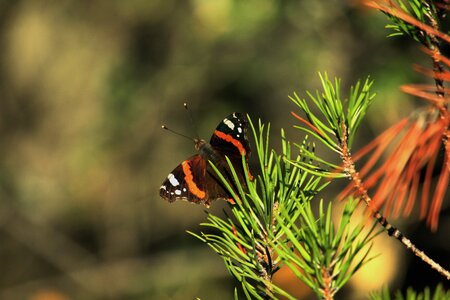 Butterfly wings landscape nature photo