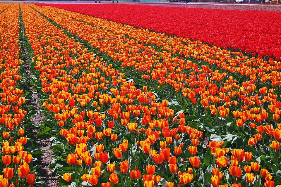 Bulb netherlands spring