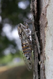 Insect nature spring